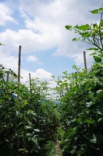 DSC02175.JPG
