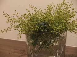 DSCF0158.JPG