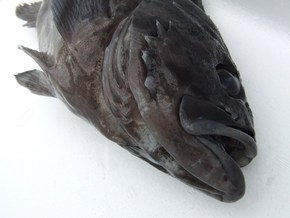 DSCF2167.JPG
