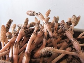 DSCF2987.jpg