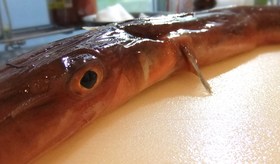 DSCF4065.JPG