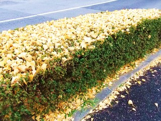 DSCF4863.JPG